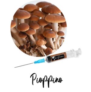 Agrocybe Aegerita (Pioppino, Black Poplar) Liquid Culture Syringe.jpg