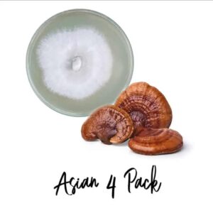 Asian Mushroom Culture 4 Pack.jpg