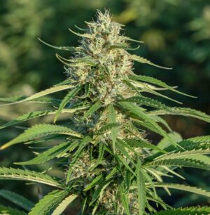 Lemon Octane CBD Flowe.jpg