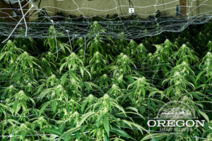 Oregon Hemp Flower 10.png